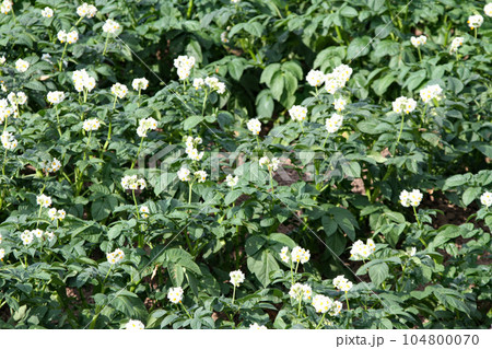 ジャガイモの花　じゃがいもの花　ジャガイモ畑　じゃがいも畑　馬鈴薯畑 104800070