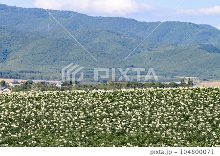 ジャガイモの花 じゃがいもの花 ジャガイモ畑 じゃがいも畑 馬鈴薯畑 ジャガイモの花 じゃがいもの花 ジャガイモ畑 じゃがいも畑 馬鈴薯畑 104800071
