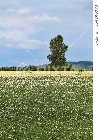 ジャガイモの花　じゃがいもの花　ジャガイモ畑　じゃがいも畑　馬鈴薯畑 104800073