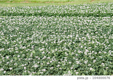 ジャガイモの花　じゃがいもの花　ジャガイモ畑　じゃがいも畑　馬鈴薯畑 104800076