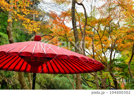 鎌倉　一条恵観山荘の美しい紅葉 104800302