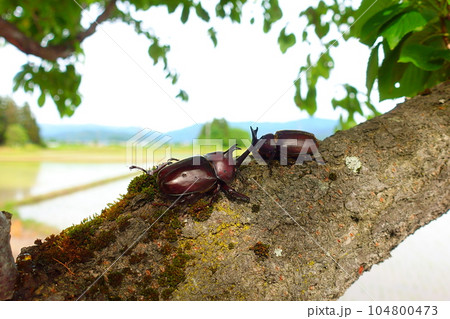 カブトムシ　クワガタムシ　夏休み　子供 104800473