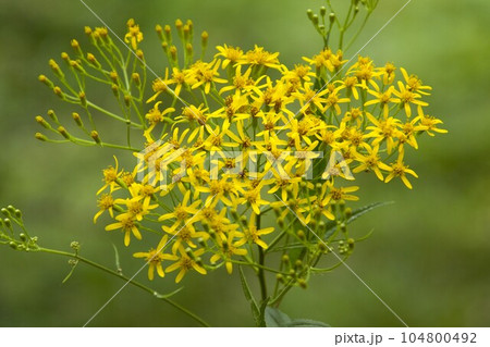 ハンゴンソウ　蓼科高原にて 104800492