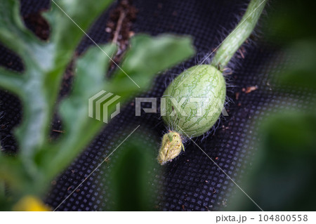 Close up of a watermelon fruit just formed on the plant on the agronet. Small, growing fruit 104800558