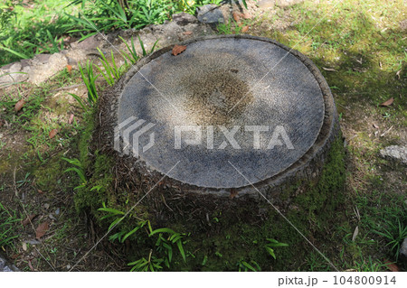 立派な切株 104800914