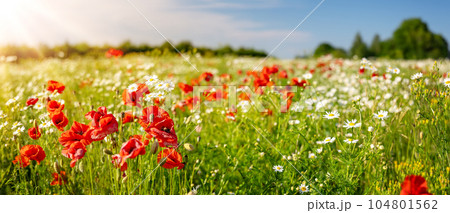 Panoramic view of the field with wild flower. Panoramic view of the field with wild flower. 104801562