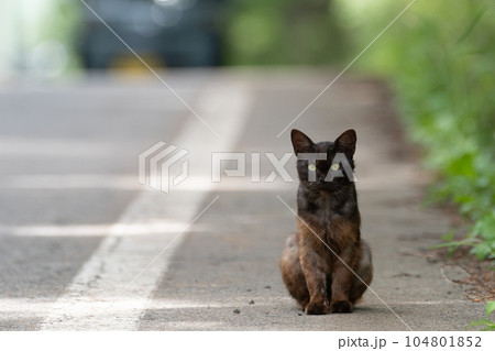 座っている猫 104801852
