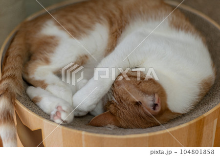 眠る猫　茶トラ白 104801858