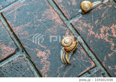 雨に濡れた路上を這うカタツムリ（ナミマイマイ） 104802086