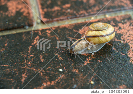雨に濡れた路上を這うカタツムリ(ナミマイマイ) 雨に濡れた路上を這うカタツムリ(ナミマイマイ) 104802091