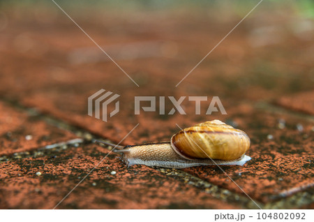 雨に濡れた路上を這うカタツムリ(ナミマイマイ) 雨に濡れた路上を這うカタツムリ(ナミマイマイ) 104802092