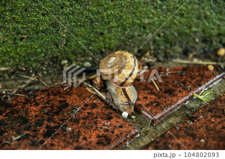 雨に濡れた路上を這うカタツムリ(ナミマイマイ) 雨に濡れた路上を這うカタツムリ(ナミマイマイ) 104802093