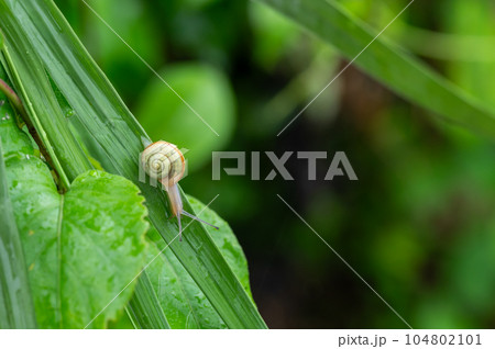 葉の上のカタツムリ 104802101