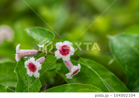 ヘクソカズラ 104802104