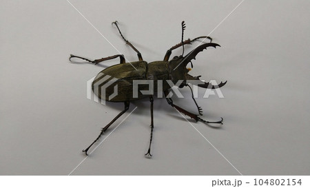 ミヤマクワガタ（オス） 104802154