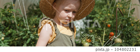 A little girl in a straw hat is picking tomatoes in a greenhouse. Harvest concept. 104802231
