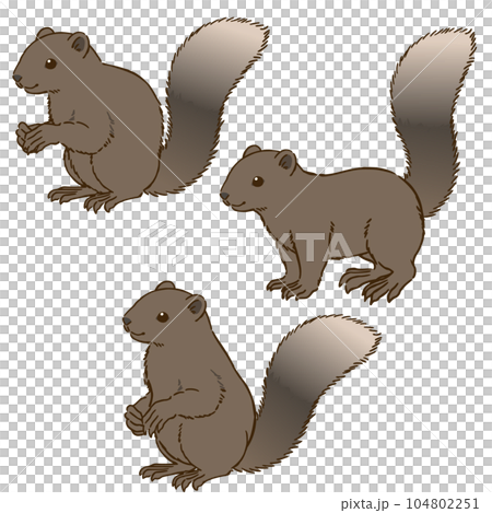 色々な姿勢のタイワンリス 色々な姿勢のタイワンリス 104802251