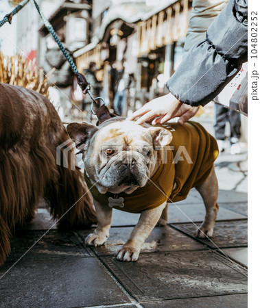 フレンチブルドッグ フレンチブルドッグ 104802252