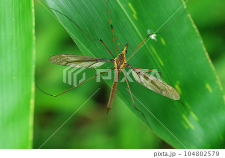 ミカドガガンボ 104802579