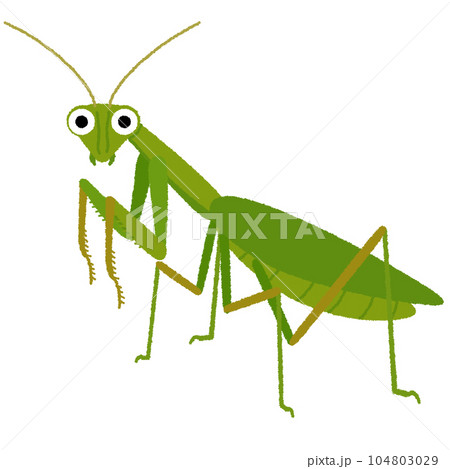 カマキリのイラスト カマキリのイラスト 104803029
