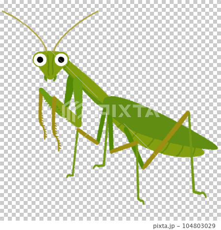 カマキリのイラスト カマキリのイラスト 104803029