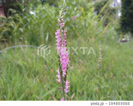 芝生に咲いたネジバナ 104803088