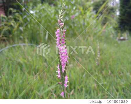 芝生に咲いたネジバナ 104803089
