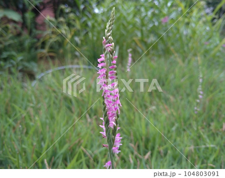 芝生に咲いたネジバナ 104803091