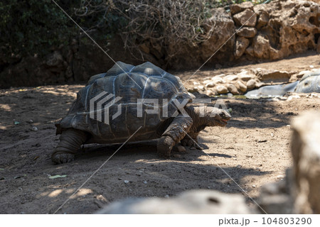 This is the largest tortoise in the world and one of the most protected fauna and health protection systems. Giant tortoise with aldabra carapace. This is the largest tortoise in the world and one of the most protected fauna and health protection systems. Giant tortoise with aldabra carapace. 104803290