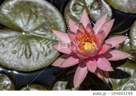 lotus or water lily in pond 104803299