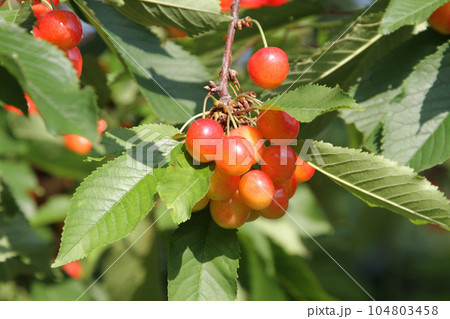 サクランボ　さくらんぼ　チェリー　北海道　果樹園 104803458