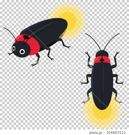 螢火蟲圖 104803521