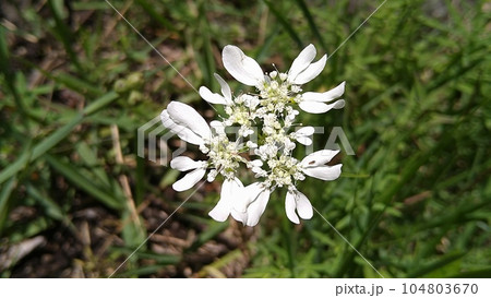 オルレア(オルラヤ)の花 オルレア(オルラヤ)の花 104803670