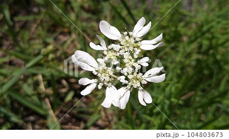 オルレア(オルラヤ)の花 オルレア(オルラヤ)の花 104803673