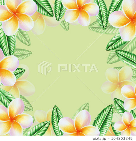 Watercolor frame with realistic tropical illustration of plumeria flowers with leaves isolated on white background. Beautiful botanical hand painted frangipani clip art. For designers, spa decoration, 104803849