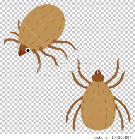 ダニのイラスト 104803894