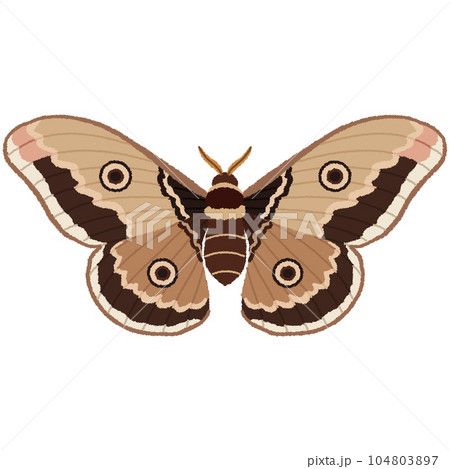 蛾のイラスト 蛾のイラスト 104803897