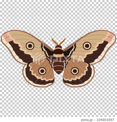 蛾のイラスト 蛾のイラスト 104803897