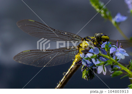 Dragonfly, Gompha vulgaris Gomphus vulgatissimus on the plant by lake morning sunlight in summer Dragonfly, Gompha vulgaris Gomphus vulgatissimus on the plant by lake morning sunlight in summer 104803913