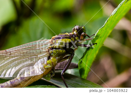 Larval dragonfly grey shell. Nymphal exuvia of Gomphus vulgatissimus. White filaments hanging out of Larval dragonfly grey shell. Nymphal exuvia of Gomphus vulgatissimus. White filaments hanging out of 104803922