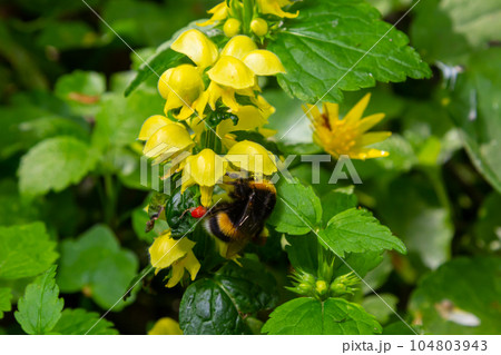Bombus terrestris pollinating Yellow archangel Lamium galeobdolon in the forest summer sunny day Bombus terrestris pollinating Yellow archangel Lamium galeobdolon in the forest summer sunny day 104803943