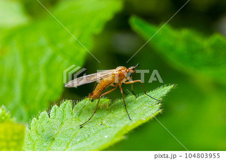 Yellow fly-scorpion on a blade of grass in a natural environment, forest, summer sunlight 104803955