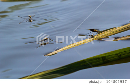 Insect Gerris lacustris, known as common pond skater or common water strider is a species of water 104803957