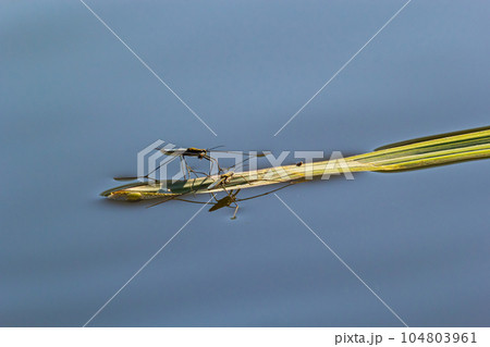 Insect Gerris lacustris, known as common pond skater or common water strider is a species of water Insect Gerris lacustris, known as common pond skater or common water strider is a species of water 104803961