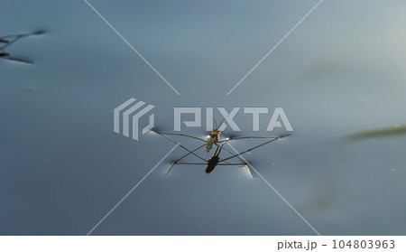 Insect Gerris lacustris, known as common pond skater or common water strider is a species of water Insect Gerris lacustris, known as common pond skater or common water strider is a species of water 104803963