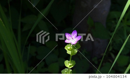 キキョウソウ（桔梗草） 104804134