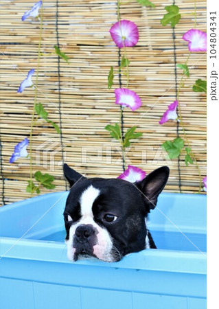 すだれに掛かる朝顔を背景にしたプールの中で涼むボストンテリアのマイティ君♡ 104804341