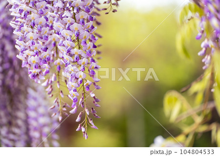 Blooming Wisteria Sinensis with classic purple flowers in full bloom in hanging racemes against a green background. Garden with wisteria in spring. Blooming Wisteria Sinensis with classic purple flowers in full bloom in hanging racemes against a green background. Garden with wisteria in spring. 104804533