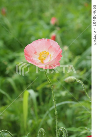 虞美人草の花　一輪アップ 104804668