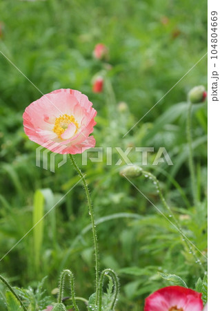 ピンクの虞美人草の花 104804669